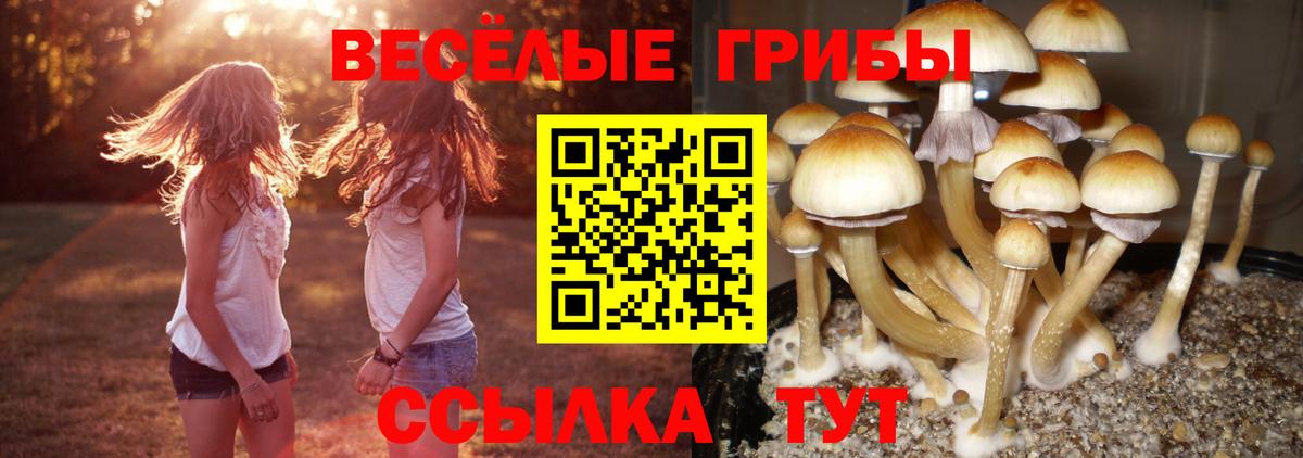 Тында  Псилоцибиновые грибы ЛСД  Вход с VPN 